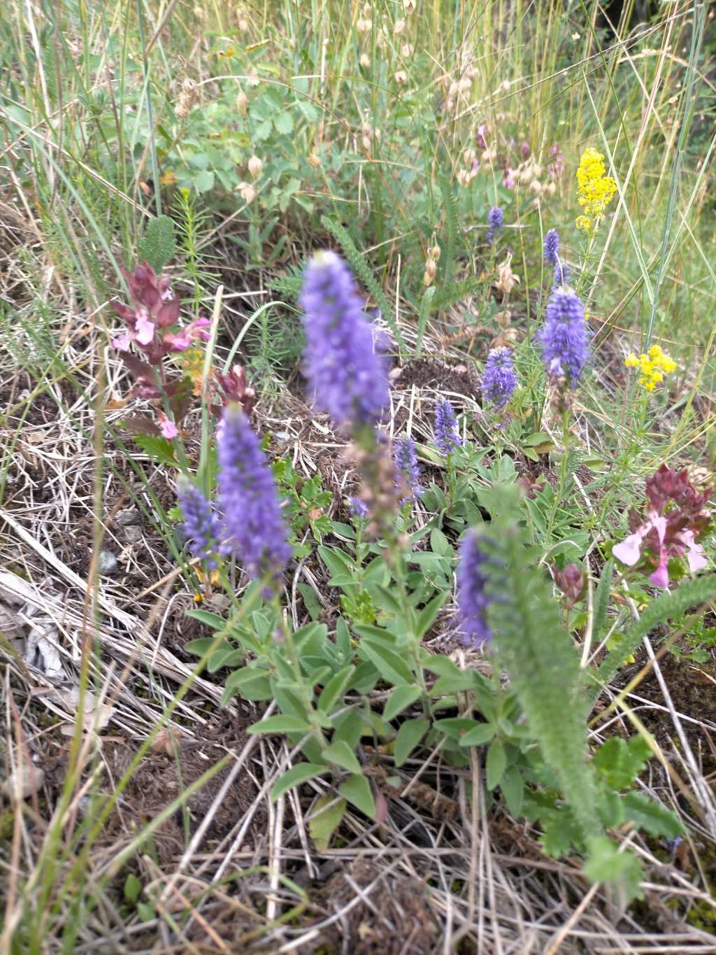 quale Veronica?  Veronica spicata